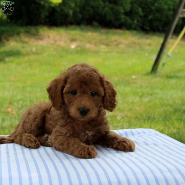 Iman, Mini Goldendoodle Puppy
